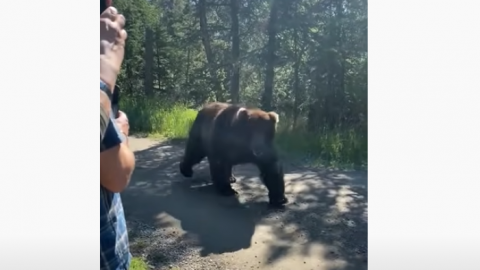 Giant Bear Casually Walks Past People And Then Turns Around and Walks Back | Frontline Videos