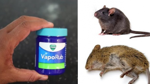 How To Get Rid of Mice, Rats Naturally | Frontline Videos