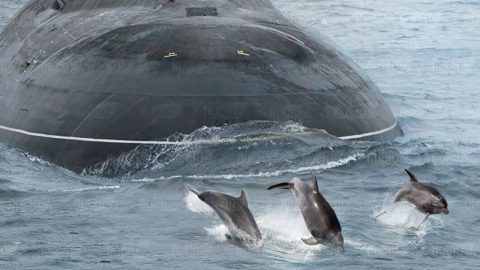 How US Used Dolphins to Protect its Fleet of Nuclear Submarines | Frontline Videos